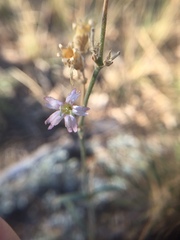 Silene verecunda