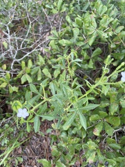 Cnidoscolus stimulosus