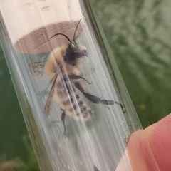 Bombus humilis
