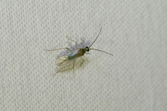 Engytatus modestus