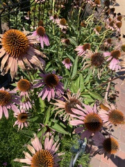 Echinacea