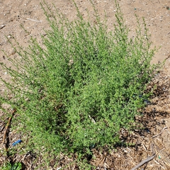 Salsola kali