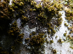 Frullania dilatata