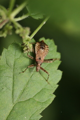 Himacerus apterus