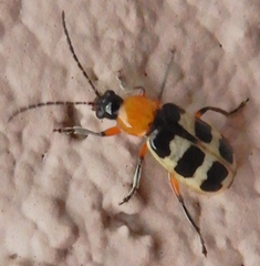 Paranapiacaba tricincta