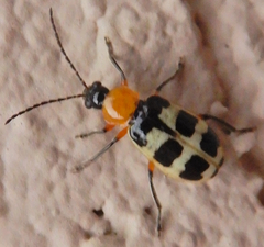 Paranapiacaba tricincta