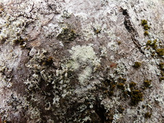 Lepraria incana