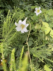 Lilium formosanum