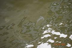 Chrysaora chesapeakei