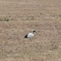 Threskiornis aethiopicus