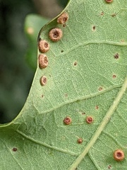 Neuroterus numismalis