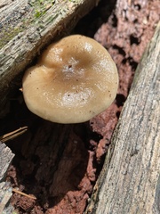 Hohenbuehelia petaloides