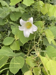 Lilium formosanum