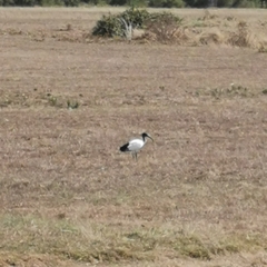 Threskiornis aethiopicus