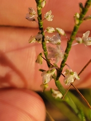 Polygonella articulata