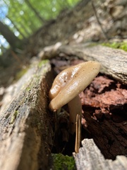 Hohenbuehelia petaloides