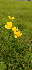 Ranunculus acris