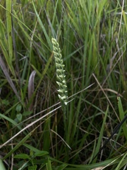 Spiranthes magnicamporum