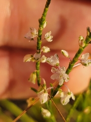 Polygonella articulata