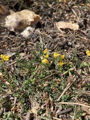 Acmispon wrangelianus