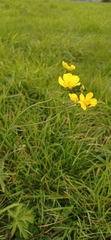 Ranunculus acris