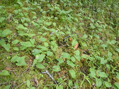 Maianthemum bifolium