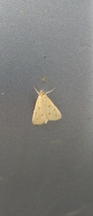 Achyra nudalis