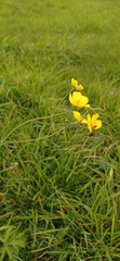 Ranunculus acris
