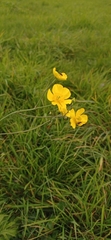 Ranunculus acris