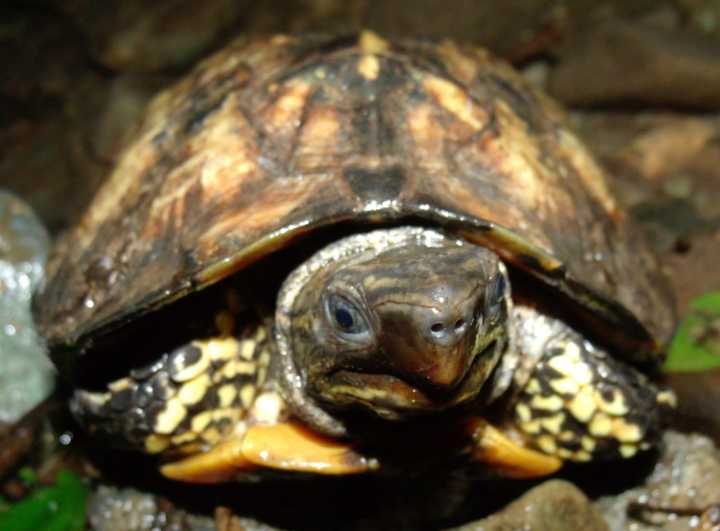 Tortuga sabanera parda (Vertebrados con Caparazón presentes en Colombia ...