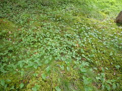 Maianthemum bifolium