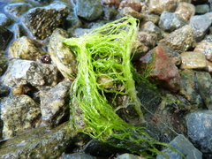 Ulva intestinalis