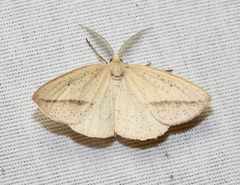 Lychnosea intermicata