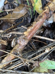 Xeroplexa intersecta