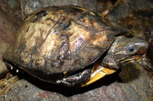 Rhinoclemmys annulata