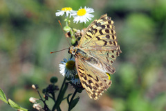 Argynnis pandora