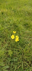 Ranunculus acris