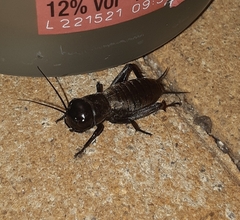 Gryllus campestris