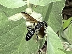 Tachytes guatemalensis