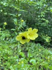 Aureolaria flava