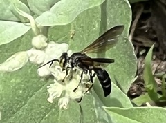 Tachytes guatemalensis