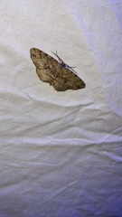 Melanolophia