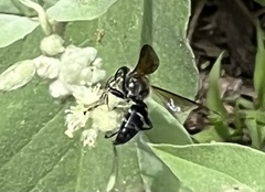 Tachytes guatemalensis