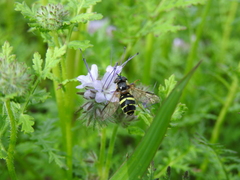 Dasysyrphus tricinctus
