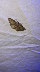 Melanolophia