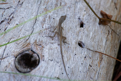 Anolis sagrei