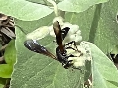 Tachytes guatemalensis