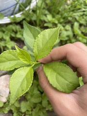 Celastrus orbiculatus