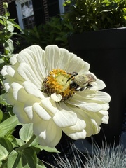 Bombus impatiens