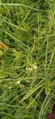 Cerastium fontanum